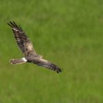 Montagus Harrier - Heidelberg