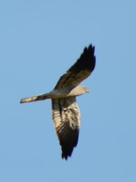 Montagu's Harrier - Rusape