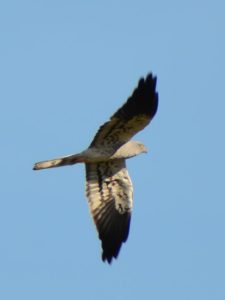 Montagu's Harrier - Rusape