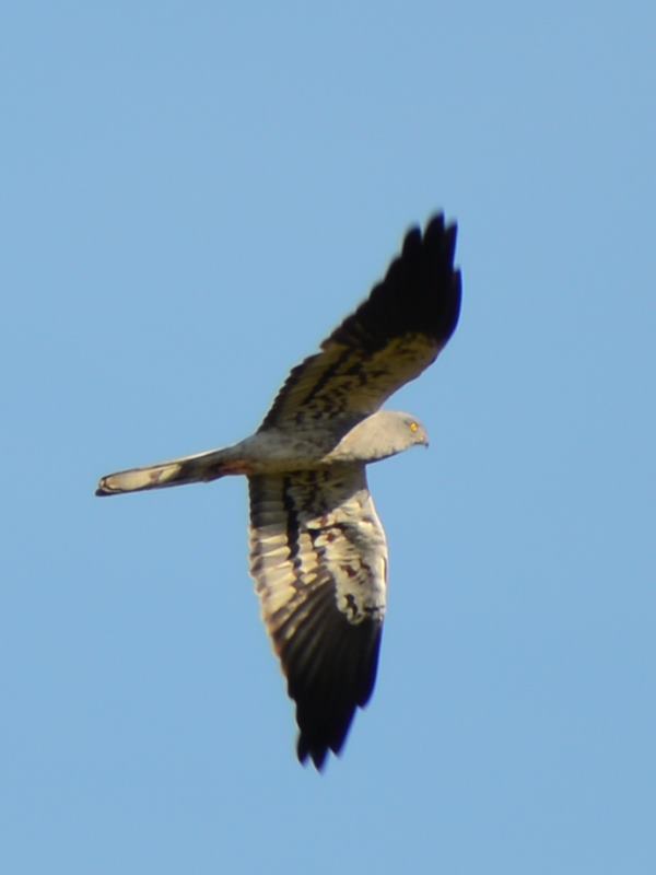 Montagu's Harrier - Rusape
