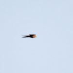 Mosque Swallow - Okavango River