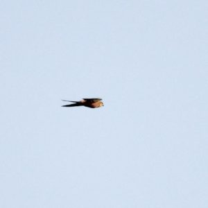 Mosque Swallow - Okavango River