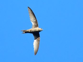 Mottled Swift Adult - Bvumba