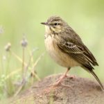 Mountain Pipit - Naudes Neck