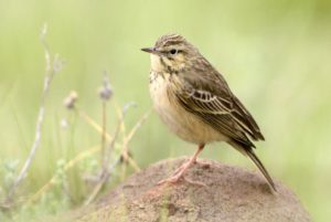Mountain Pipit - Naudes Neck