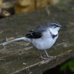 Mountain Wagtail - Honde Valley