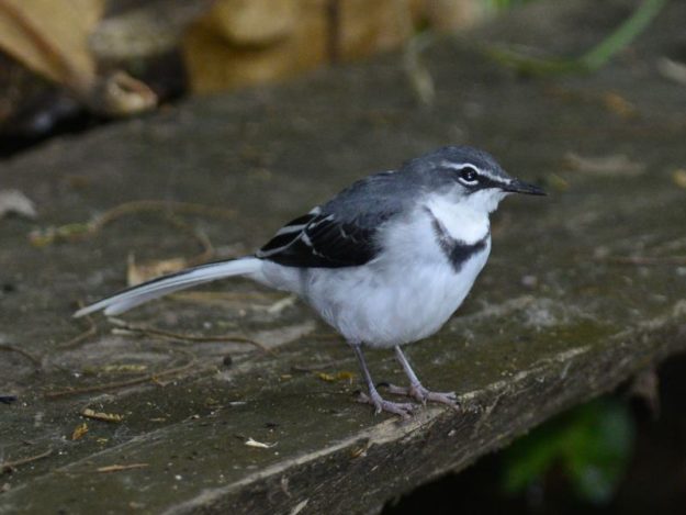 Mountain Wagtail - Honde Valley