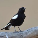 Mountain Wheatear - Daan Viljoen