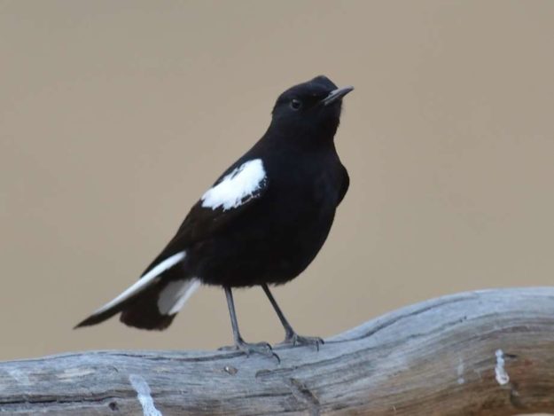 Mountain Wheatear - Daan Viljoen