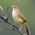 Moustache Grass Warbler - Honde Valley