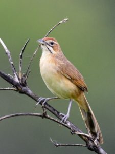 Moustache Grass Warbler - Honde Valley