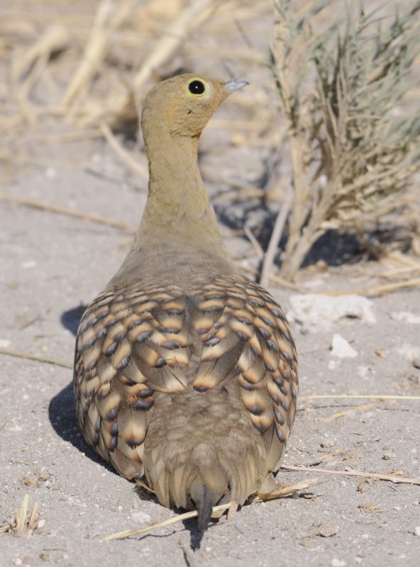 Namaqua Sandgrouse