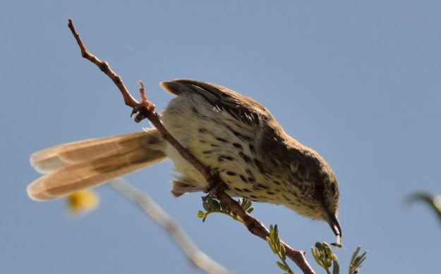 Namaqua Warbler - Tankwa Karoo