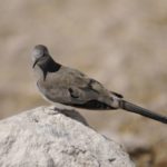 Namaqua dove 2