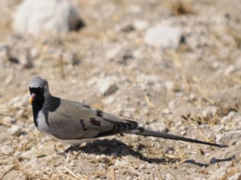 Namaqua dove
