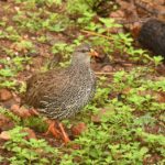 Natal Spurfowl - Mabula