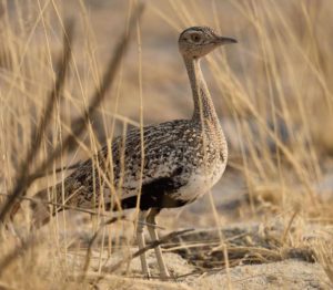 Northern Black Korhaan