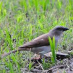 Northern Grey-Headed Sparrow - Kilombero
