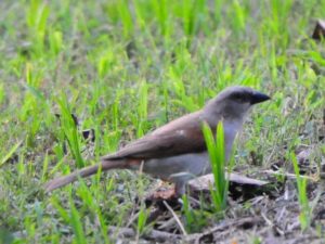 Northern Grey-Headed Sparrow - Kilombero