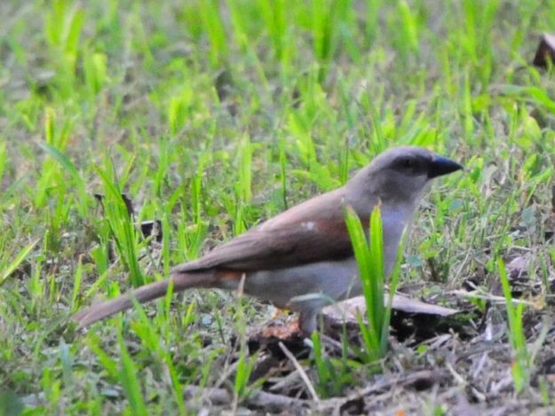 Northern Grey-Headed Sparrow - Kilombero