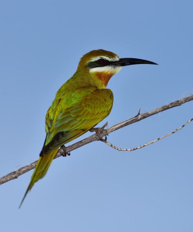Olive Bee-eater - Kunene River