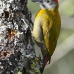 Olive Woodpecker - Heidelberg