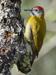 Olive Woodpecker - Heidelberg