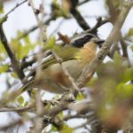 Olive bush shrike