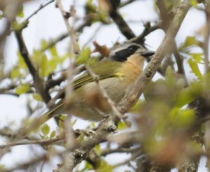 Olive bush shrike