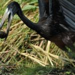 African Openbill Stork 3 - Chobe
