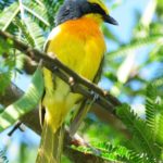 Orange-Breasted Bush Shrike - Hluhluwe