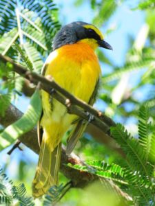 Orange-Breasted Bush Shrike - Hluhluwe
