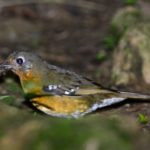 Orange Ground Thrush - Bvumba