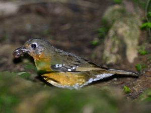 Orange Ground Thrush - Bvumba
