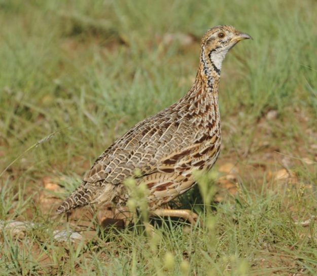 Orange River Francolin - Lichtenburg
