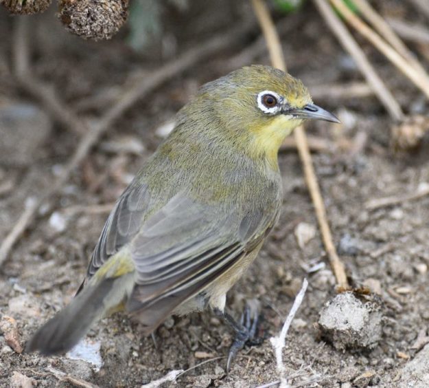 Orange River White Eye - Swakopmund