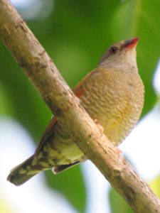 Orange-Winged Pytillia - Kilombero