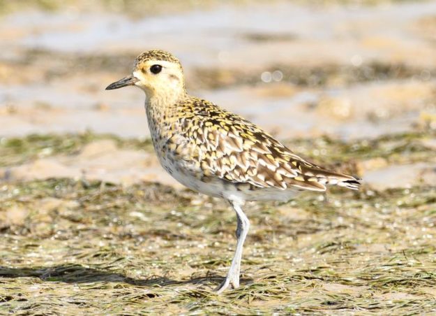 Pacific Golden Plover - Gouritzmond