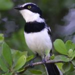 Pale Batis 3 - Chiredzi
