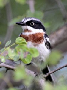 Pale Batis - Chiredzi