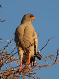 Pale Chanting Goshawk - Kgalagadi