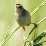 Pale-Crowned Cisticola - Vernon Crookes