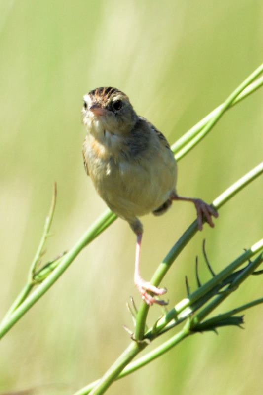Pale-Crowned Cisticola - Vernon Crookes