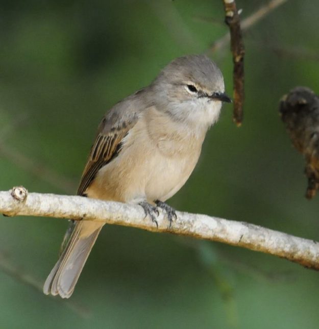 Pale Flycatcher - Mkhuze
