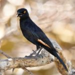 Pale-winged Starling - Erongo