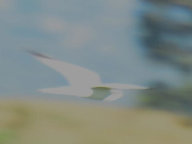 Pallid Harrier - Rusape