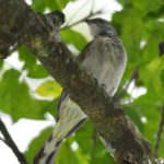 Pallid Honeyguide - Honde Valley