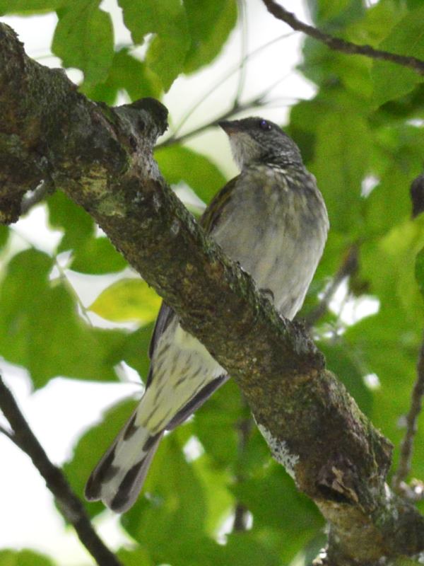 Pallid Honeyguide - Honde Valley