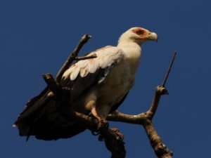 Palm-Nut Vulture - Kilombero
