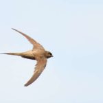 African Palm Swift - Amanzimtoti
